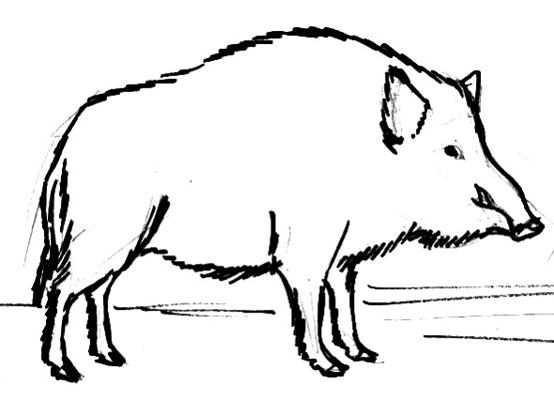 кабан свинья свинка раскраски для детей свинки