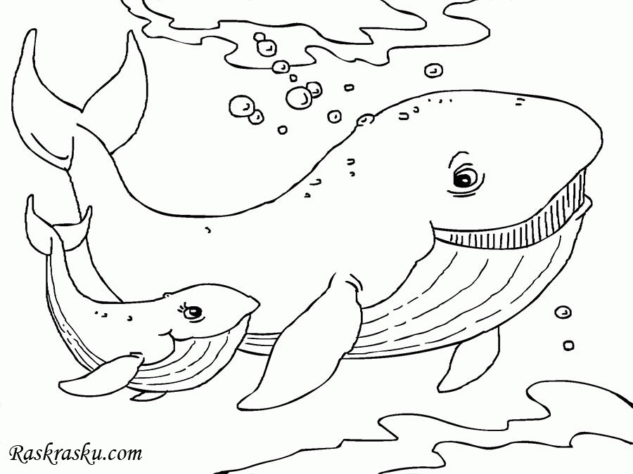 Картинки раскраски кит (53 фото)