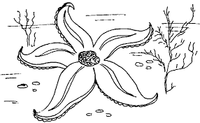  раскраски на тему морская звезда         раскраски с морскими звездами на тему окружающий мир для мальчиков и девочек.  раскраски с морскими звездами    