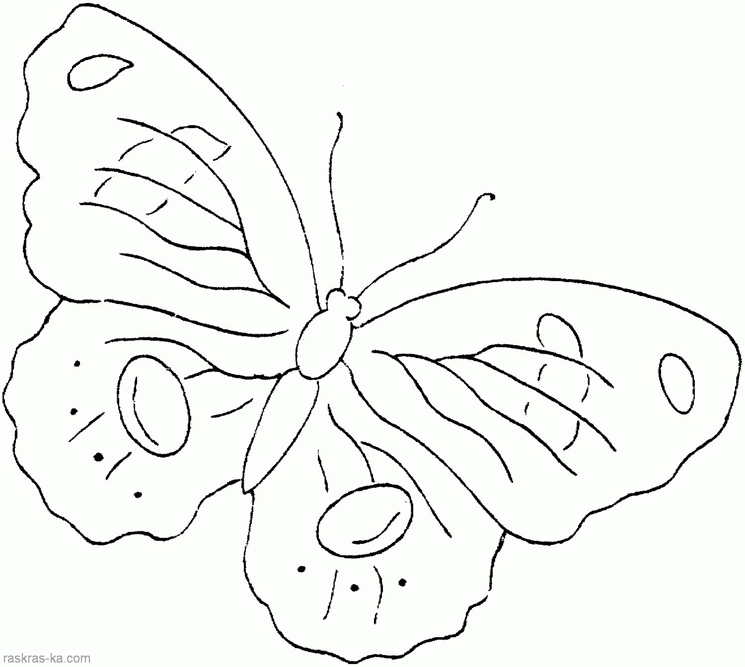 Раскраски с изображением бабочек . Раскраски с изображением разных видов бабочек . Разукрашки для всех членов семьи с изображением грациозных бабочек .             