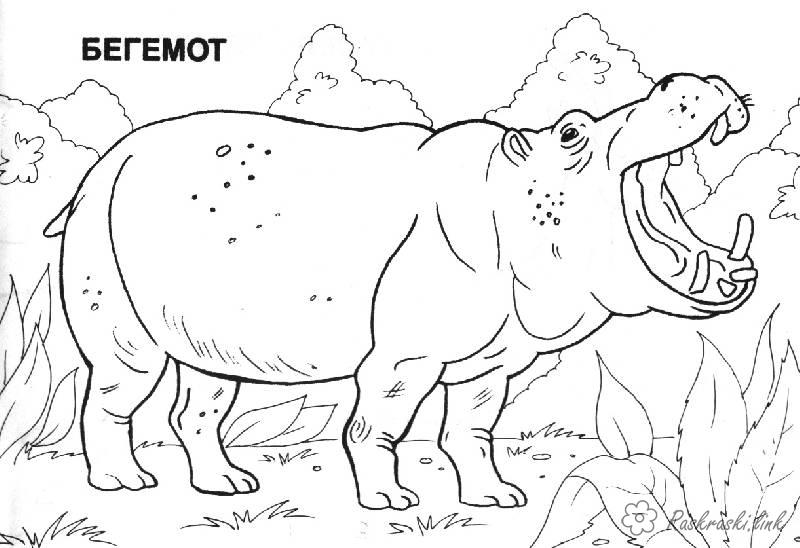 Скачать бесплатные раскраски с животными. Раскраски для детей с бегемотами. Раскраски детские окружающий мир. Раскраски для детей с бегемотами. Раскраски для детей скачать. Бесплатные детские раскраски. Скачать бесплатные раскраски с животными. 