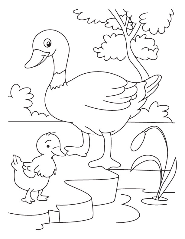  раскраски с утками на тему окружающий мир для мальчиков и девочек.  раскраски с утками для детей               
