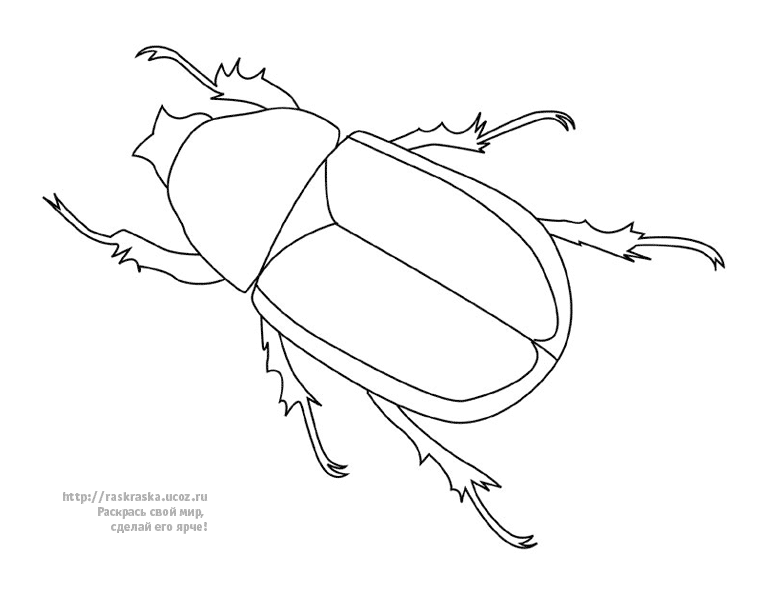  раскраски на тему жук для детей            раскраски с жуками на тему окружающий мир для мальчиков и девочек.  раскраски с жуками для детей                              