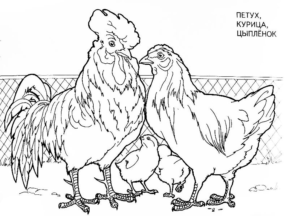 Раскраска курицы и их яйца