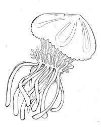  раскраски на тему медуза для детей       раскраски с медузой на тему окружающий мир для мальчиков и девочек. Познавательные и интересные раскраски с медузой для детей                      