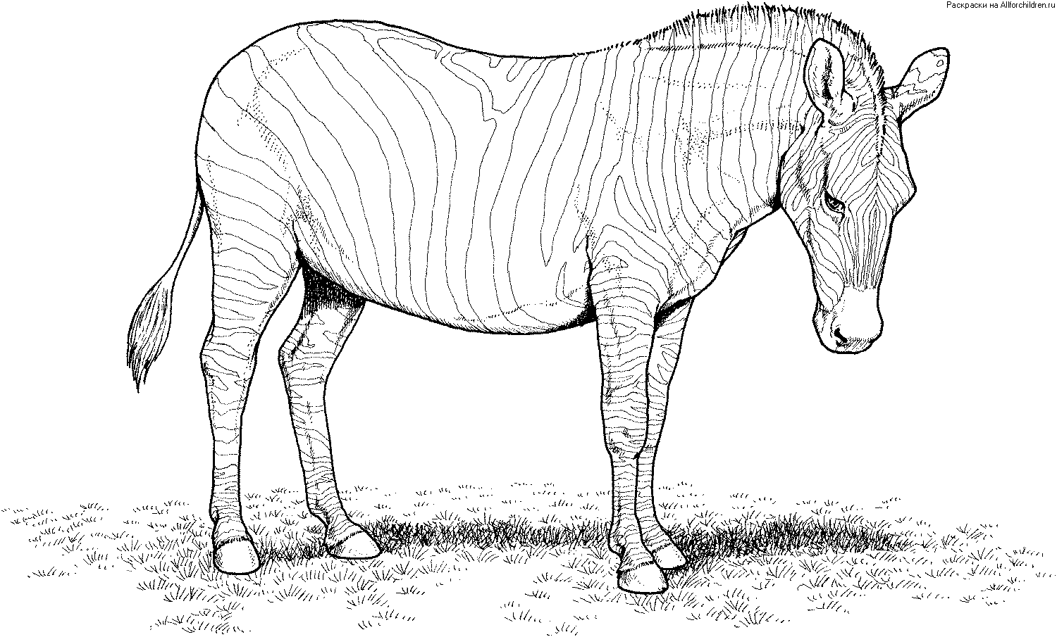 Скачать бесплатные раскраски для детей зебра. Раскраски детские окружающий мир. Скачать бесплатные раскраски для детей зебра. Раскраски детские окружающий мир. Раскраски для детей с природой. Раскраски для детей скачать. Бесплатные детские раскраски.