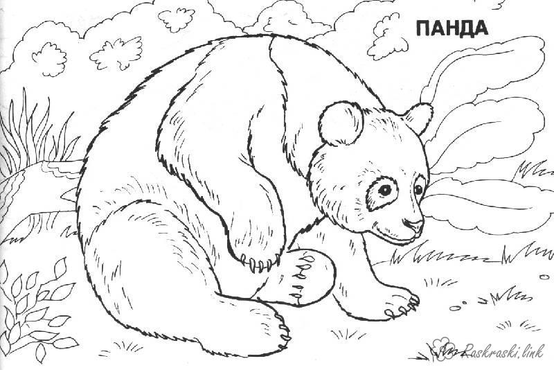 Бесплатные детские раскраски природа. Раскраски детские с медведем пандой. Скачать бесплатные раскраски для детей. Бесплатные детские раскраски природа. Раскраски детские окружающий мир. Раскраски для детей с пандой. Раскраски для детей скачать. 