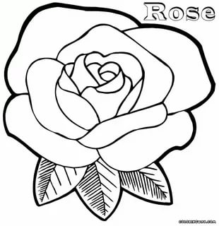 Розы. Раскраски с розами. Раскраски на тему розы.            Розы. Раскраски для детей на тему розы. Раскраски на тему окружающий мир для детей. Раскраски с розами, раскраски розы, скачать раскраски с розами.                    
