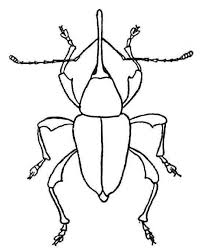  раскраски на тему жук для детей            раскраски с жуками на тему окружающий мир для мальчиков и девочек.  раскраски с жуками для детей                              