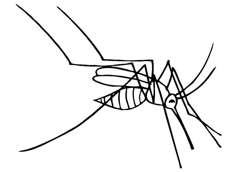  раскраски на тему комар для детей              раскраски с комарами на тему окружающий мир для мальчиков и девочек.  раскраски с комарами для детей и взрослых 