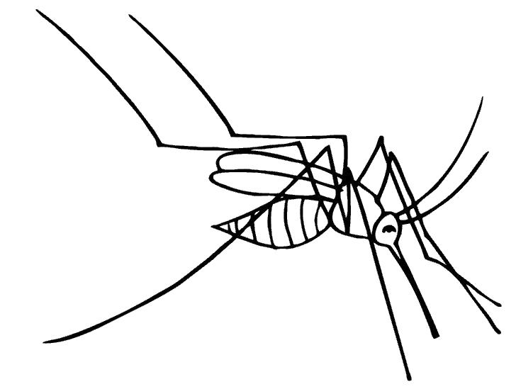  раскраски с комарами на тему окружающий мир для мальчиков и девочек.  раскраски с комарами для детей и взрослых 