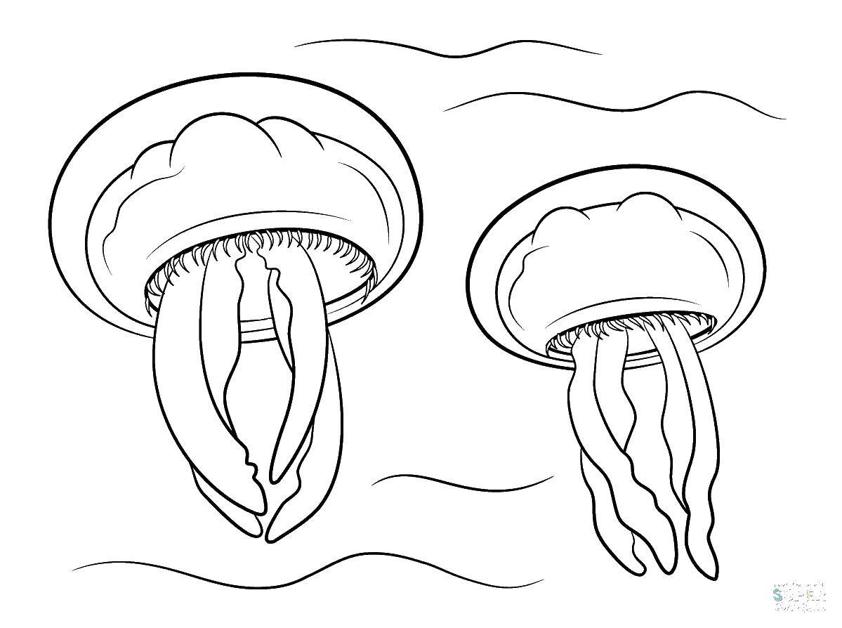  раскраски на тему медуза для детей       раскраски с медузой на тему окружающий мир для мальчиков и девочек. Познавательные и интересные раскраски с медузой для детей                      