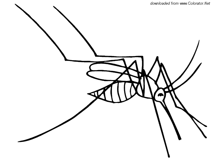  раскраски с комарами на тему окружающий мир для мальчиков и девочек.  раскраски с комарами для детей и взрослых 