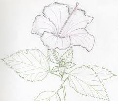  раскраски на тему рисуем растения   раскраски на тему рисуем растения для мальчиков и девочек. Познавательные раскраски с цветами и растениями для детей                        