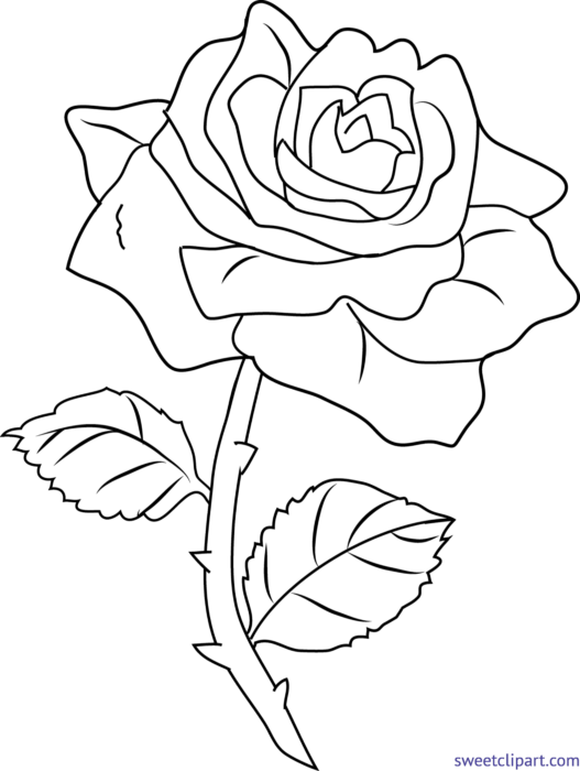 Цветы розы раскраски - 66 фото