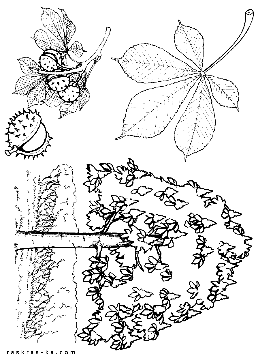 Рисунок каштановое дерево