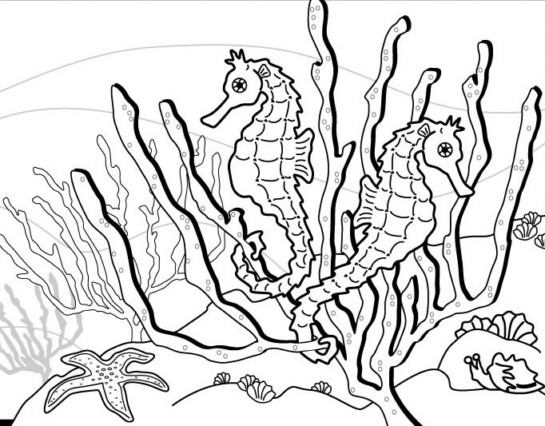 Раскраски на тему окружающий мир. Раскраски на тему морской конек. Раскраски на морскую тематику. Раскраски на тему окружающий мир. Раскраски на тему морской конек. Раскраски для детей с тематикой подводного мира. Раскраски с морским коньком. 