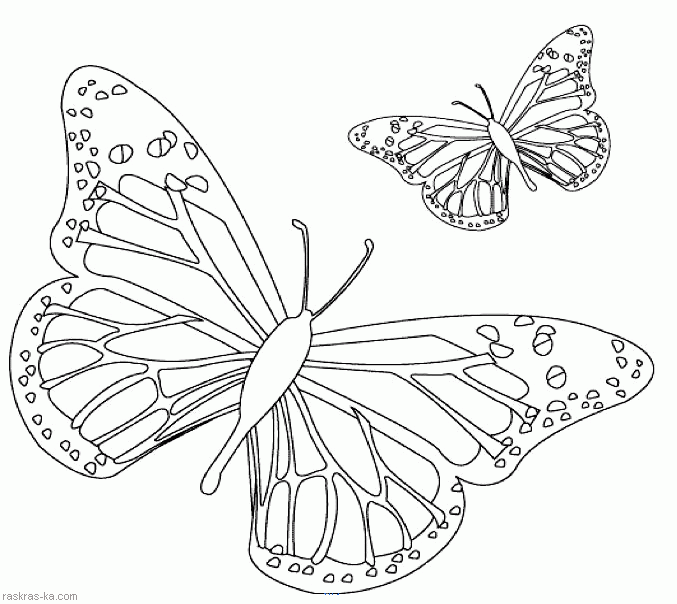 Раскраски с изображением великолепных бабочек для детей и взрослых.  Раскраски с изображением бабочек . Раскраски с изображением разных видов бабочек . Разукрашки для всех членов семьи с изображением грациозных бабочек .             