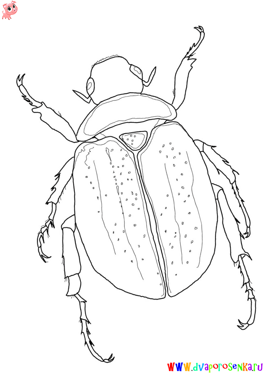 Жук. Раскраски для детей на тему жуки. Раскраски с жуками.   Жуки. Раскраски с жуками. Детские познавательные раскраски на тему жуки. Раскраски для детей с жуками, насекомыми. Скачать раскраски с жуками.                     