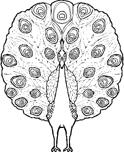  раскраски с павлином на тему окружающий мир для мальчиков и девочек.  раскраски с павлином для детей                    