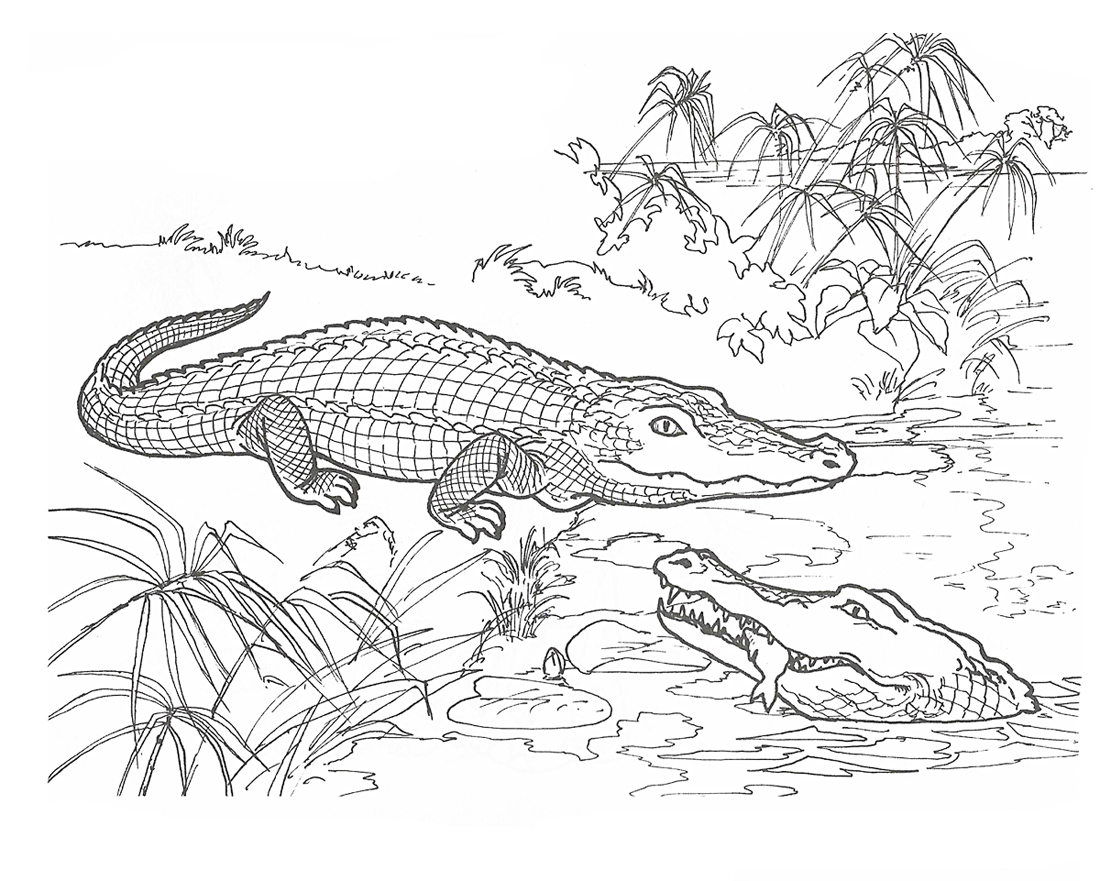 Раскраски для детей с крокодилом. Раскраски для детей скачать. Бесплатные детские раскраски. Скачать бесплатные раскраски для детей.  Раскраски детские окружающий мир. 