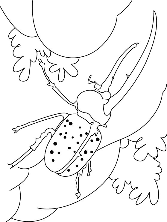  раскраски с жуками на тему окружающий мир для мальчиков и девочек.  раскраски с жуками для детей                              