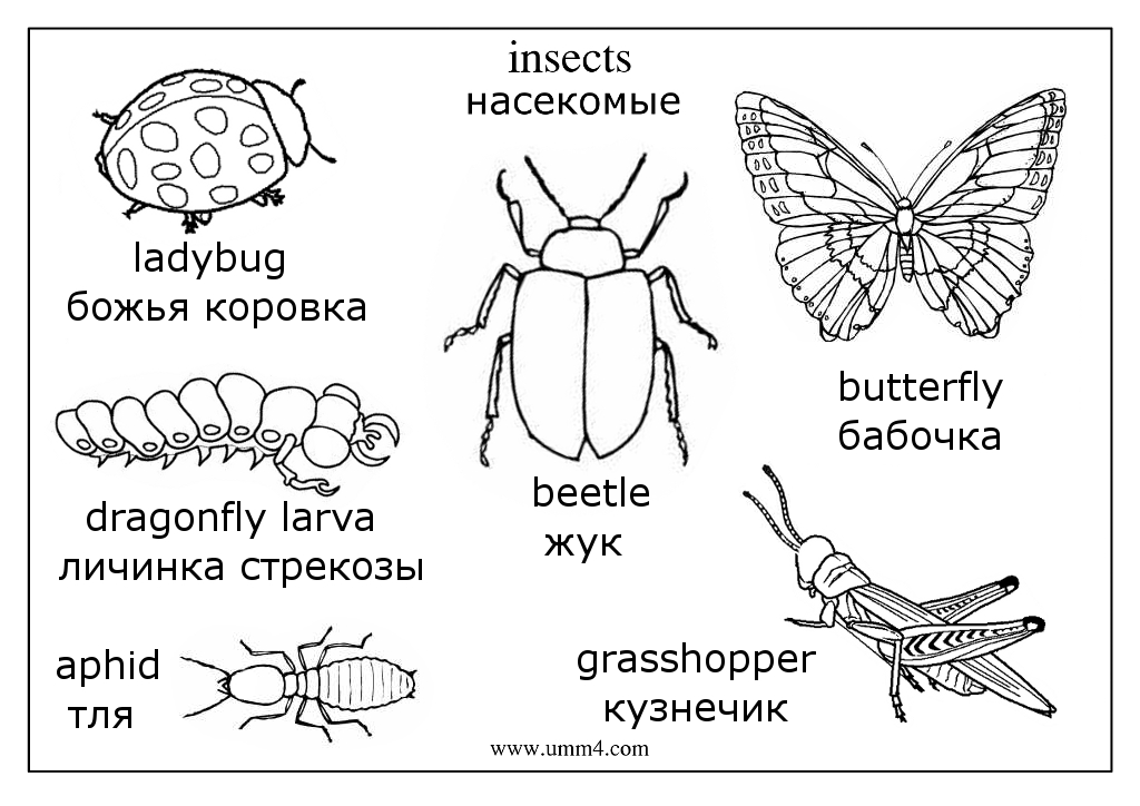 Насекомые жуки раскраска иллюстрация
