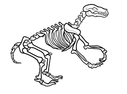  раскраски со скелетом Динозавра          раскраски на тему скелет динозавра для мальчиков и девочек.  раскраски со скелетом динозавров для детей и взрослых 