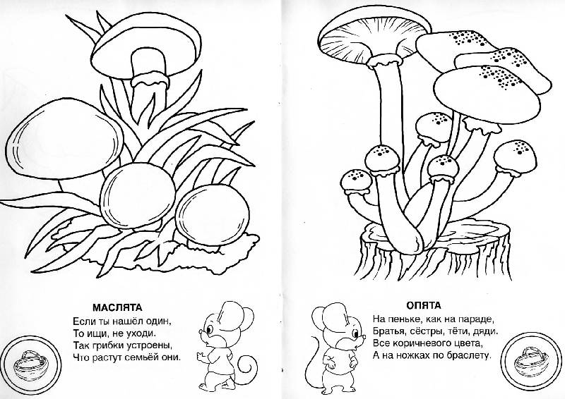 грибы опята в лесу