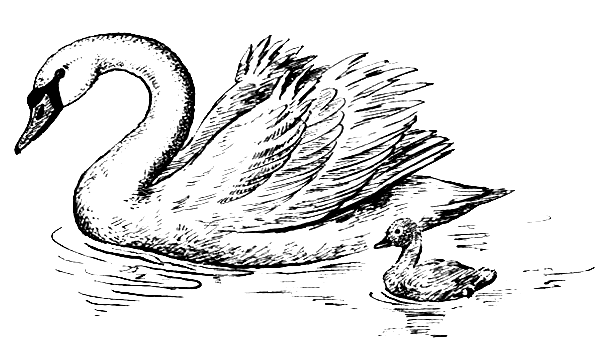 Приемыш мамин сибиряк распечатать. Приемыш мамин сибиряк распечатать. Дикие лебеди раскраска. Приемыш мамин сибиряк распечатать. Лебедь рисунок раскраска.