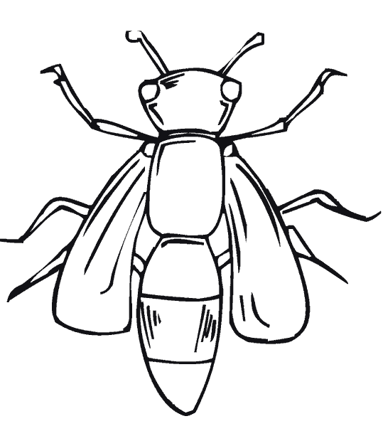 Раскраски для мальчиков и девочек с изображением насекомых:муравьев ,бабочек ,пауков ,тараканов.. Раскраски антистресс насекомые . Раскраски на тему насекомые .