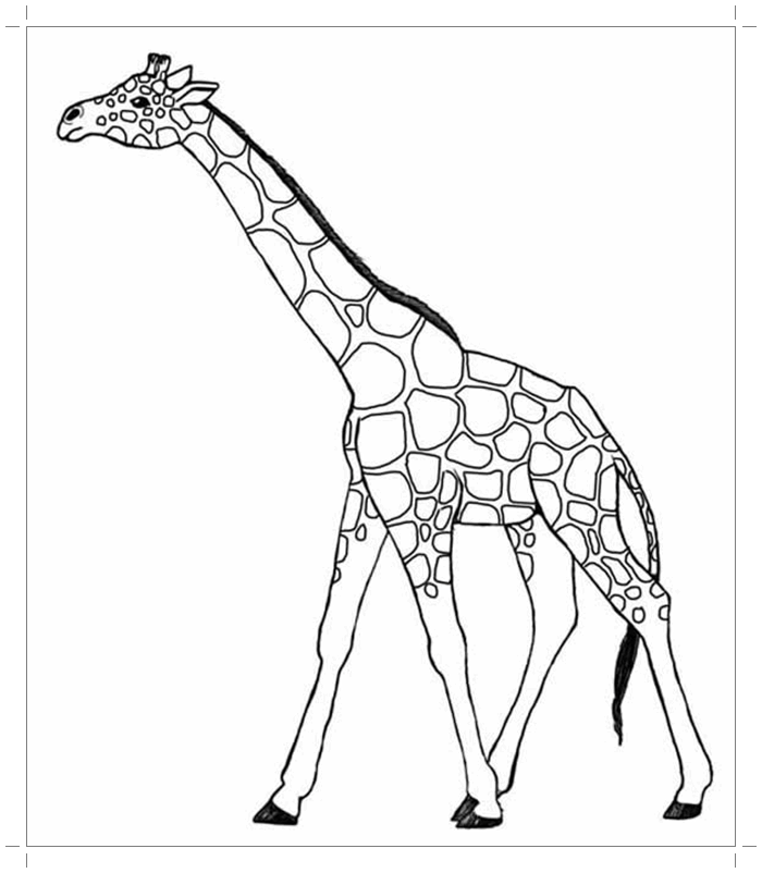 Раскраска жираф - распечатать и скачать бесплатно для детей