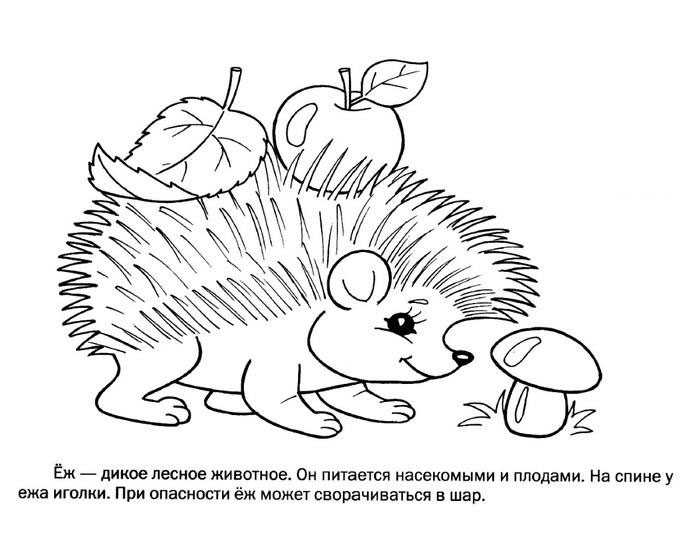  Раскраски детские окружающий мир. Раскраски для детей с ёжиками. Раскраски для детей скачать. Бесплатные детские раскраски. Скачать бесплатные раскраски для детей ежик.