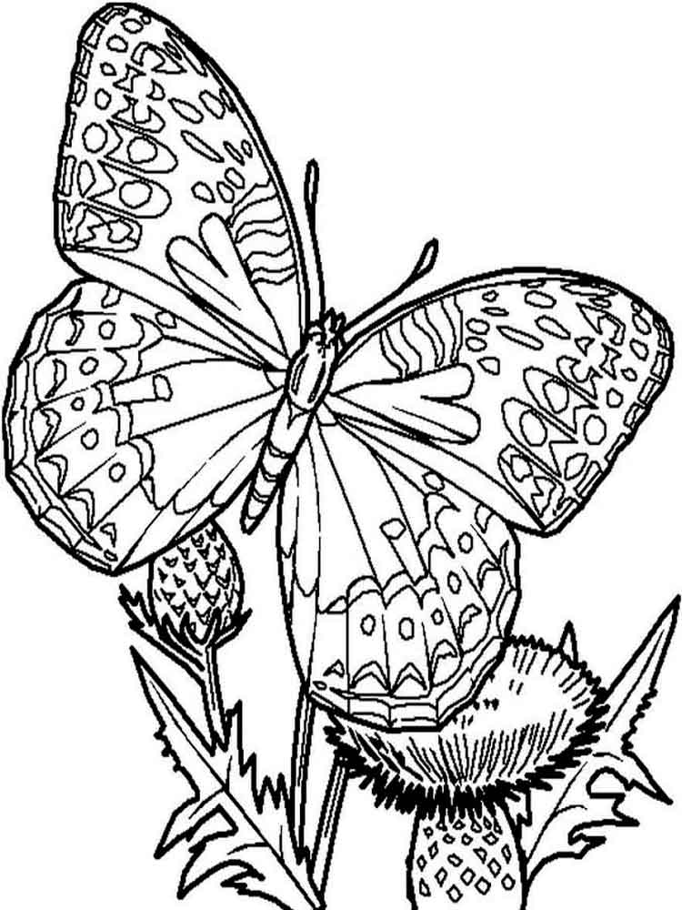 Раскраски с изображением великолепных бабочек для детей и взрослых.  Раскраски с изображением бабочек . Раскраски с изображением разных видов бабочек . Разукрашки для всех членов семьи с изображением грациозных бабочек .             