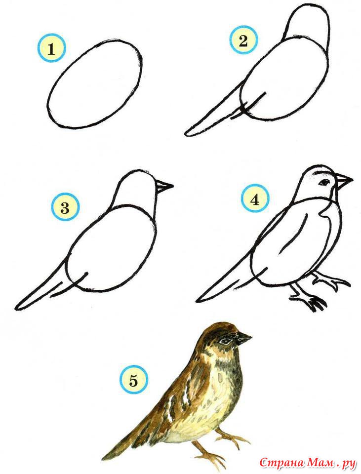 раскраски на тему контуры птиц для мальчиков и девочек.  раскраски с контурами птиц для детей и взрослых              