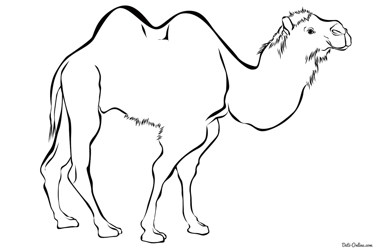 Раскраски детские окружающий мир. Раскраски для детей с верблюдом.  Скачать бесплатные раскраски для детей. Раскраски детские окружающий мир. Раскраски для детей с верблюдом. Раскраски для детей скачать. Бесплатные детские раскраски.