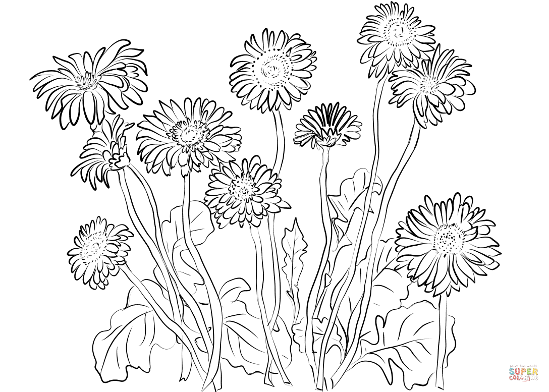  раскраски на тему рисуем растения для мальчиков и девочек. Познавательные раскраски с цветами и растениями для детей                        