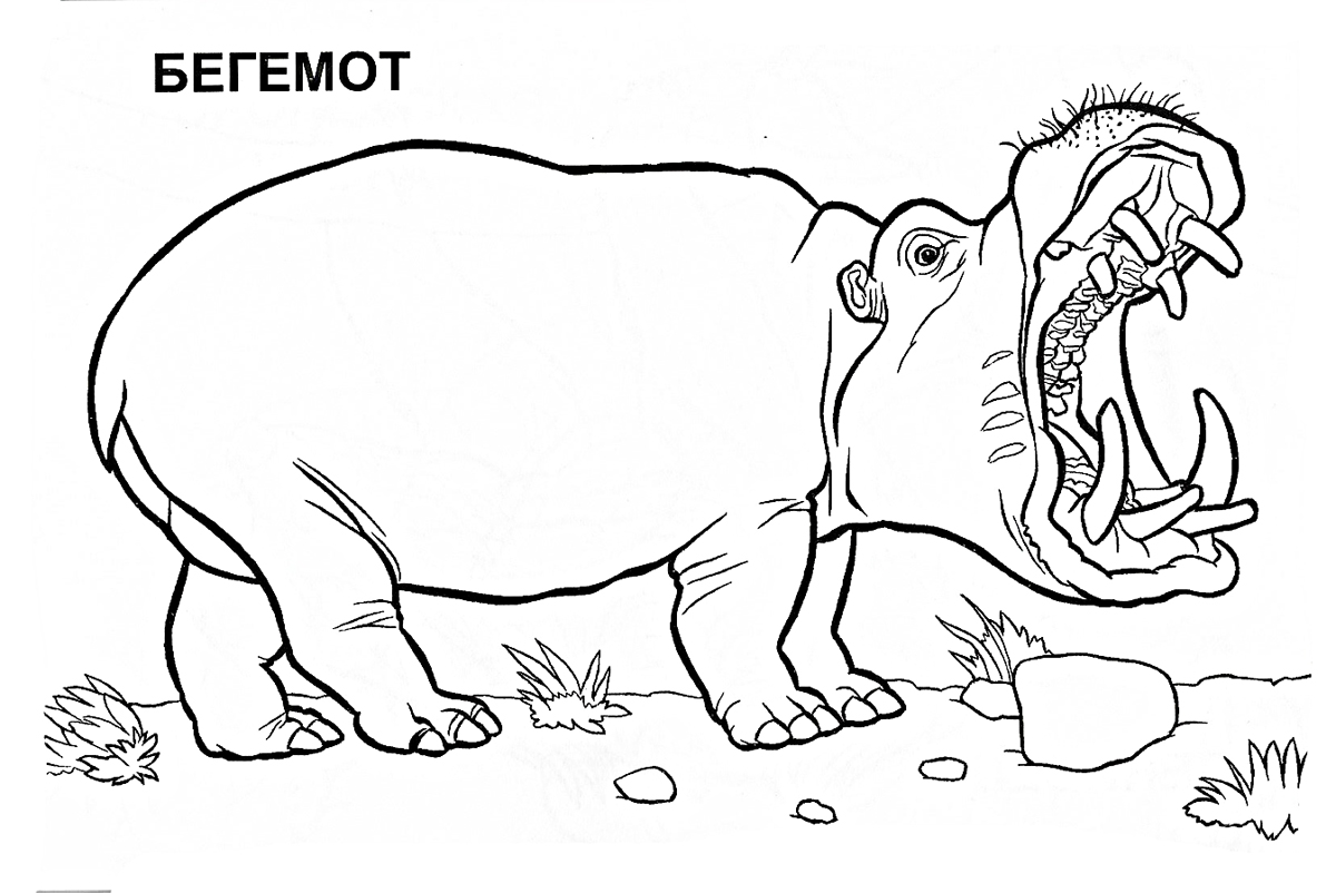 Скачать бесплатные раскраски с животными. Раскраски для детей с бегемотами. Раскраски детские окружающий мир. Раскраски для детей с бегемотами. Раскраски для детей скачать. Бесплатные детские раскраски. Скачать бесплатные раскраски с животными. 