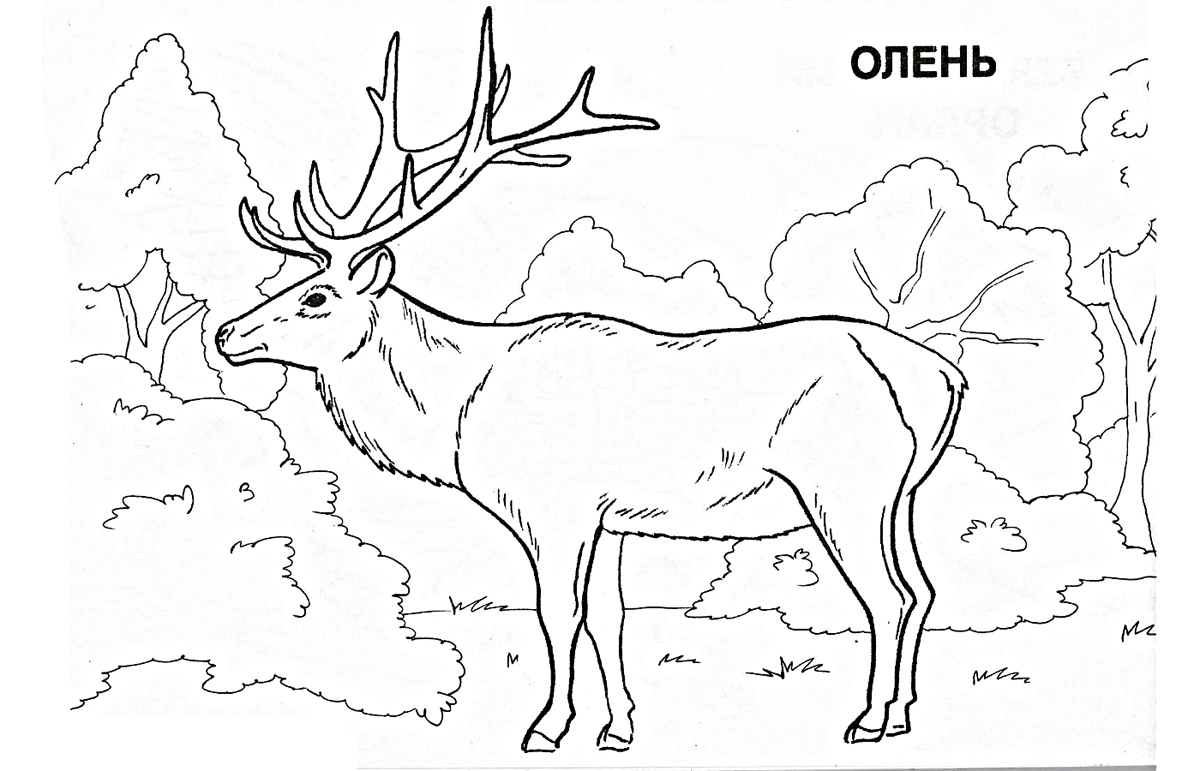 Раскраски детские окружающий мир. Раскраски для детей с оленем. Скачать бесплатные раскраски с животными. Раскраски для детей скачать. Бесплатные детские раскраски.