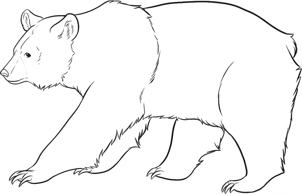 Бурый медведь — раскраска
