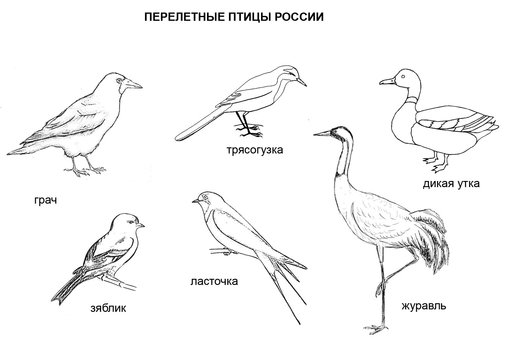  раскраски на тему ласточка для детей      раскраски с ласточками на тему окружающий мир для мальчиков и девочек.  раскраски с ласточками для детей         