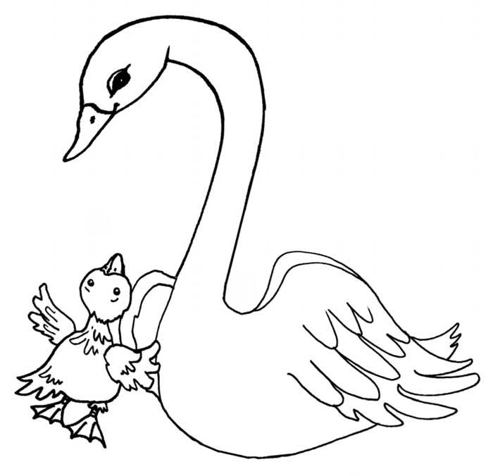 Раскраски лебедь лебеди   Раскраска Лебедь с птенцом