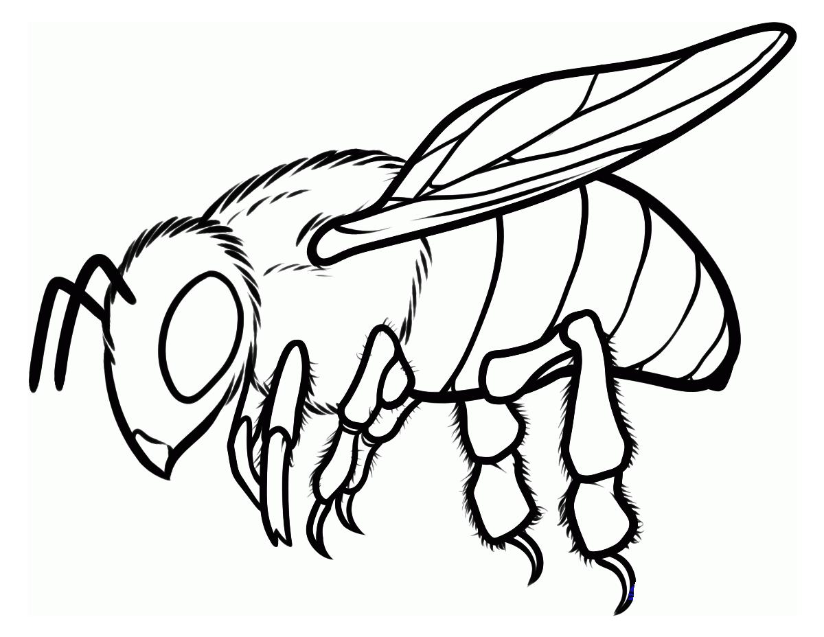  Раскраски настоящая пчела