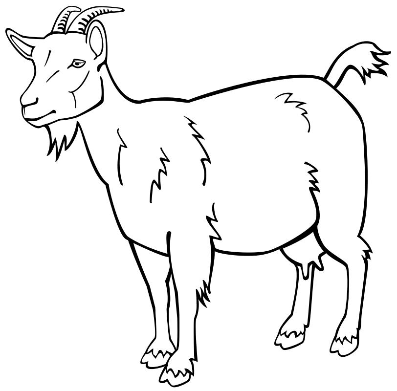 Рисунок козы раскраска для детей (47 фото) » рисунки для срисовки на фотодетки.рф