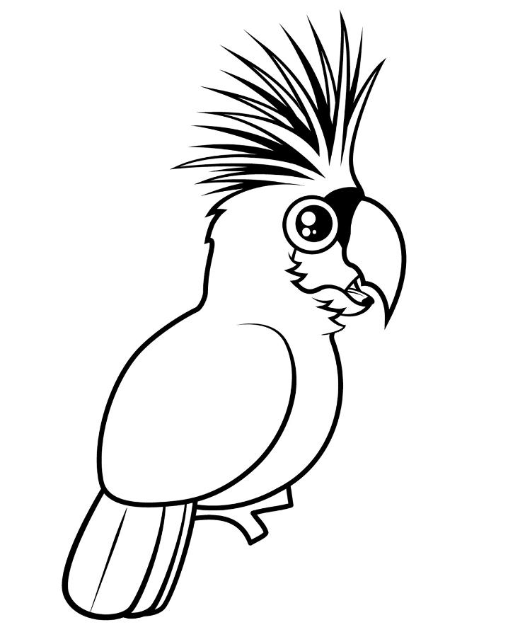 Раскраски попугай попугайчик самка попугай  Раскраска попугай со вздернутым хохолком