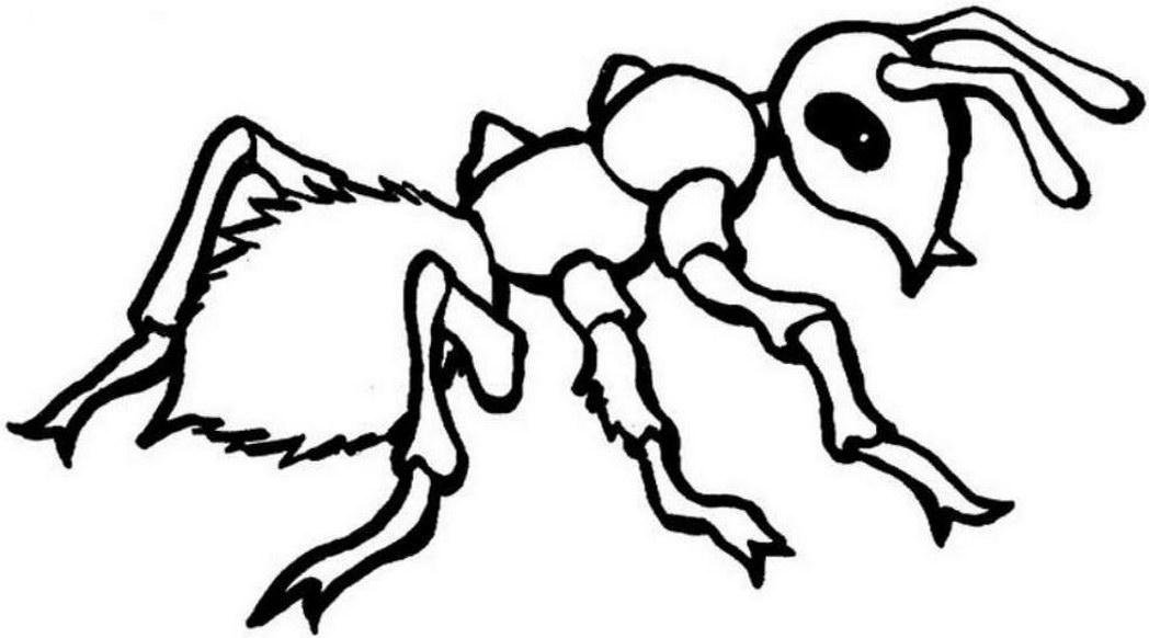 Раскраски муравей муравьи   Раскраски муравей с мохнатых брюшком