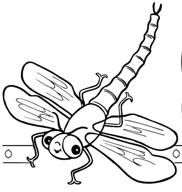  Раскраска стрекоза приземляется