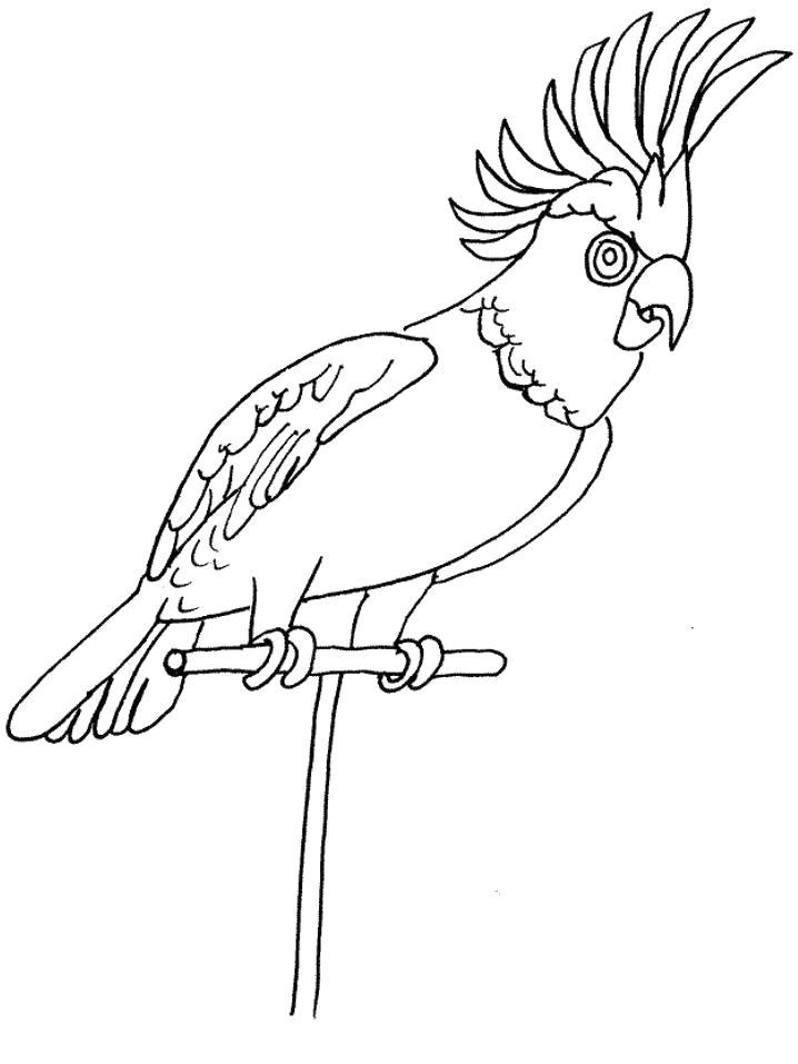 Раскраски попугай попугайчик самка попугай  Раскраска попугай с взъерошенным хохолком сидит на жердочке