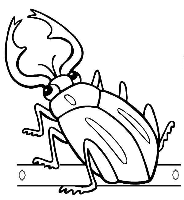 раскраски жуки жучки   Раскраска жук олень