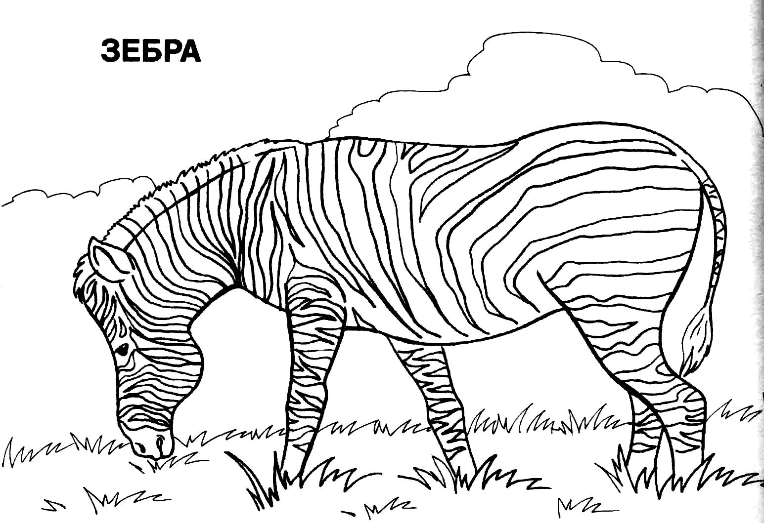  Раскраски с подписями зебра